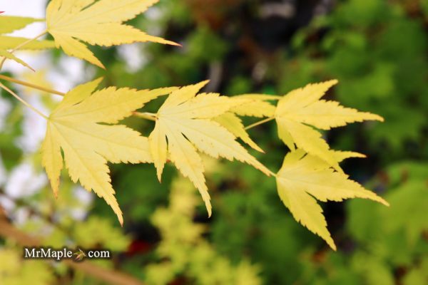 Acer palmatum  Mellow Yellow  Japanese Maple For Discount - Image 2