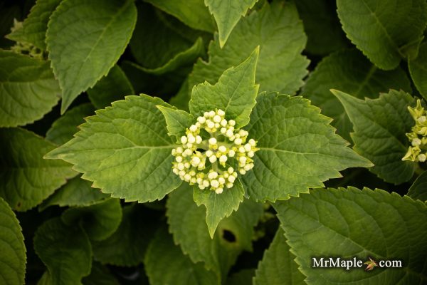 Hydrangea macrophylla  Let s Dance Big Band  Multicolor Blooms Hydrangea Cheap - Image 4