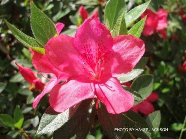 Azalea  Judge Solomon’ Southern Indica Pink Azalea Online Hot Sale - Image 2
