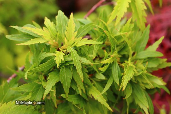 Acer palmatum  Hagoromo  Angel Feather Japanese Maple on Sale