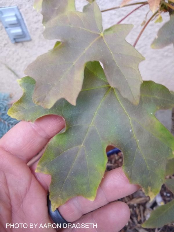 Acer macrophyllum  Mocha Rose  Japanese Maple For Discount - Image 5