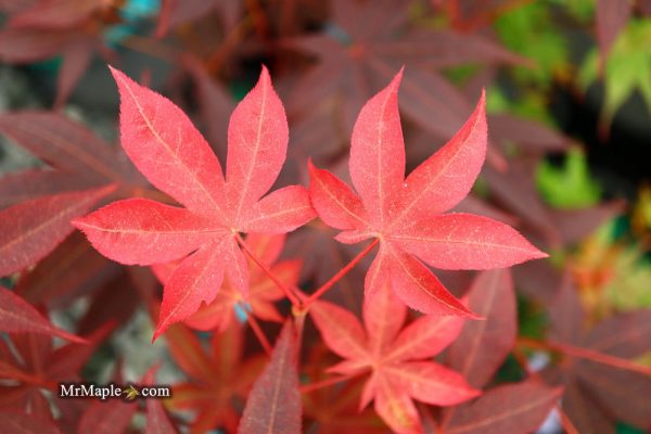 Acer palmatum  Red Spray  Japanese Maple For Discount