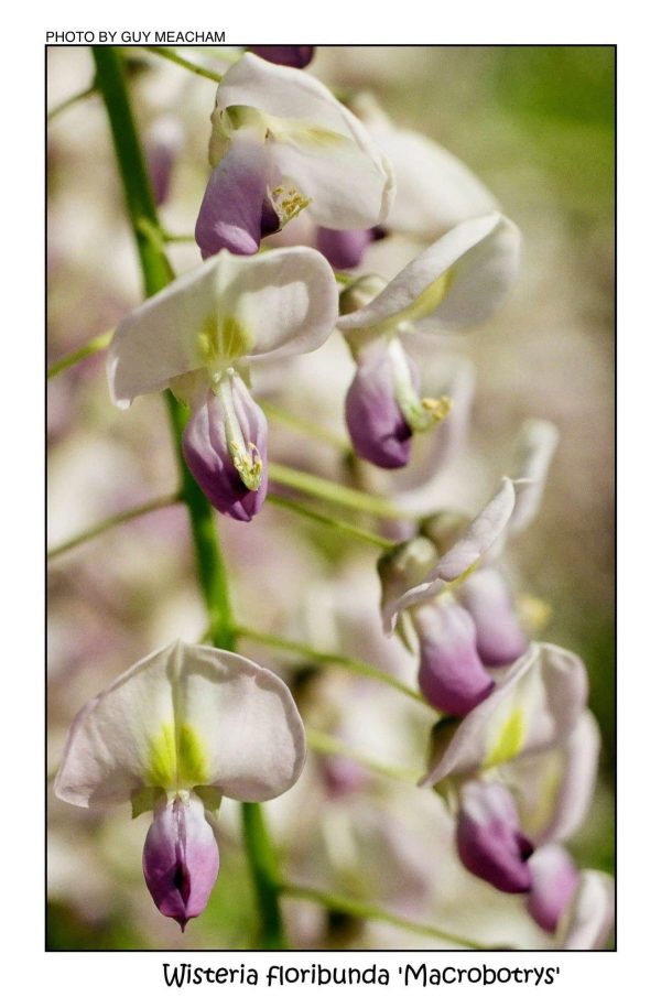 Wisteria floribunda  Macrobotrys  Lilac Japanese Wisteria Discount - Image 5