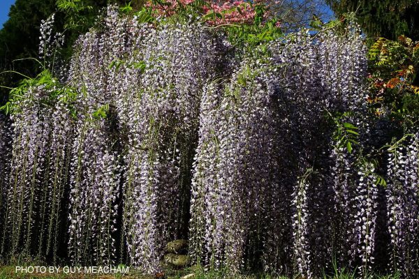 Wisteria floribunda  Macrobotrys  Lilac Japanese Wisteria Discount - Image 2