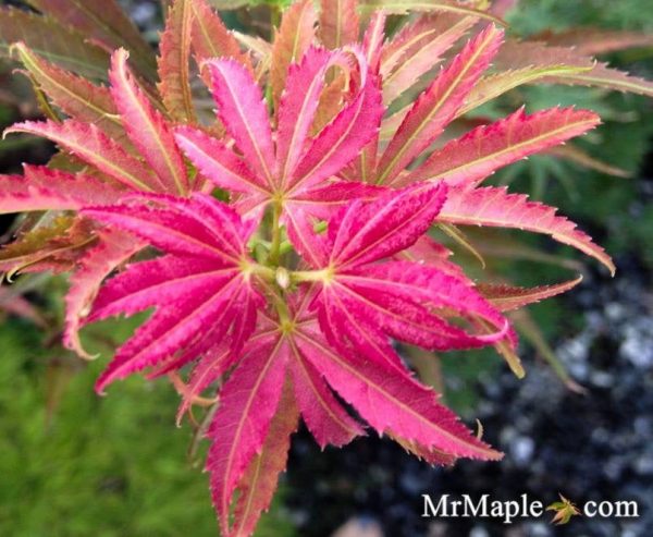 Acer palmatum  Oshu shidare  Japanese Maple For Sale