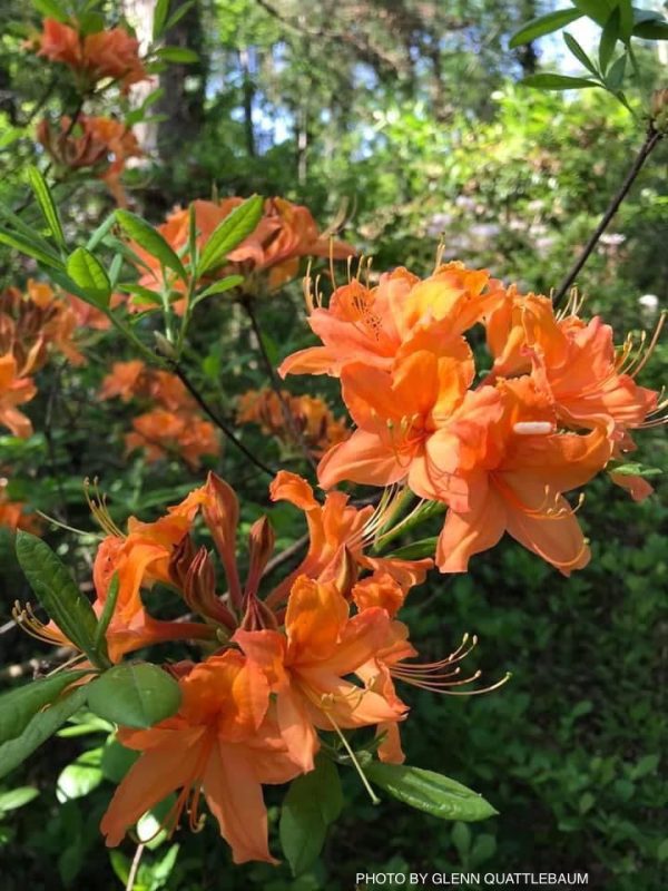 Azalea  Tangerine Delight’ Orange Flowers Deciduous Azalea Discount - Image 4