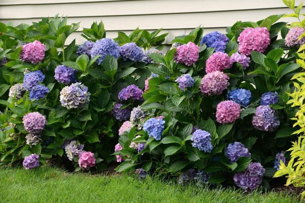 Hydrangea macrophylla  L.A. Dreamin’ Hydrangea For Sale - Image 3