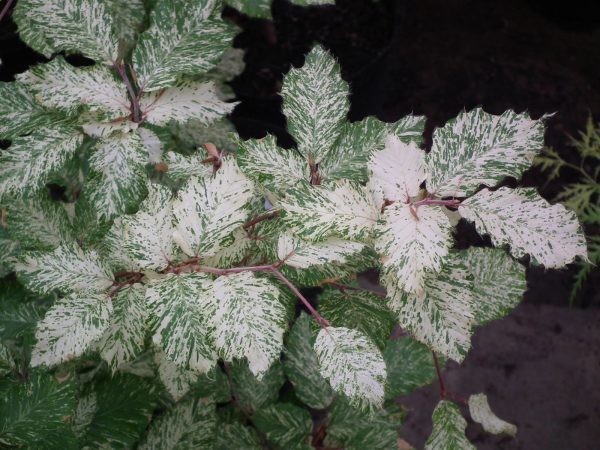 Fagus sylvatica  Marmor Star  Variegated European Beech Online Hot Sale
