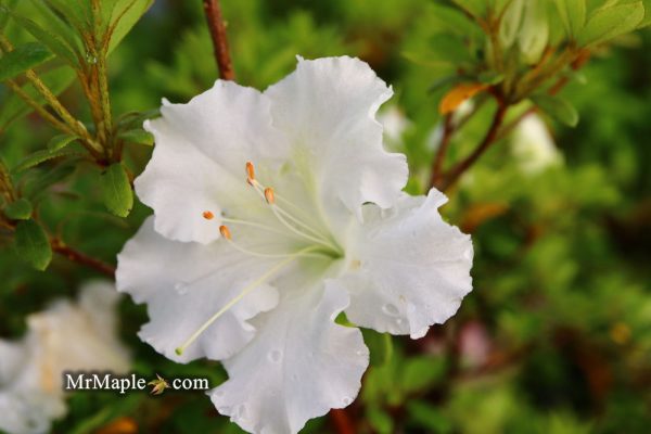 Azalea  Gumpo White’ White Satsuki Azalea For Cheap
