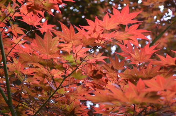 Acer palmatum  Novum  Red Japanese Maple Supply