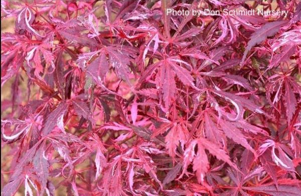 Acer palmatum  Lileeanne s Jewel  Japanese Maple Hot on Sale - Image 2