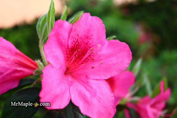 Azalea  Judge Solomon’ Southern Indica Pink Azalea Online Hot Sale - Image 5