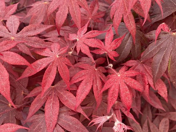 Acer palmatum  Red Spray  Japanese Maple For Discount - Image 4