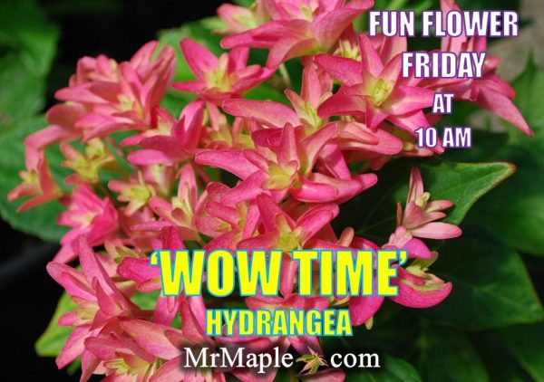 Hydrangea macrophylla  Wow Time’ Hydrangea Online Sale - Image 3