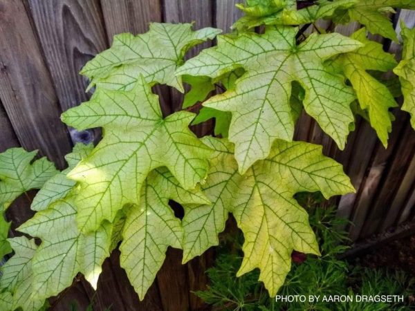 Acer macrophyllum  Mocha Rose  Japanese Maple For Discount - Image 4