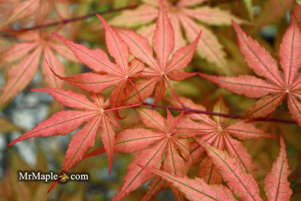 FOR PICKUP ONLY | Acer palmatum  Uncle Ghost  Japanese Maple | DOES NOT SHIP Sale - Image 3