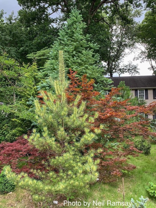 Pinus densiflora  Oculus Draconis  Eye of the Dragon Variegated Japanese Red Pine Discount - Image 3