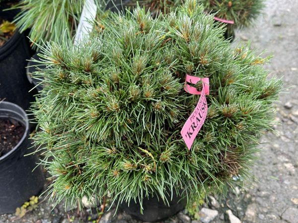 Pinus uncinata  Krauskopf’ Dwarf Swiss Mountain Pine Tree Cheap