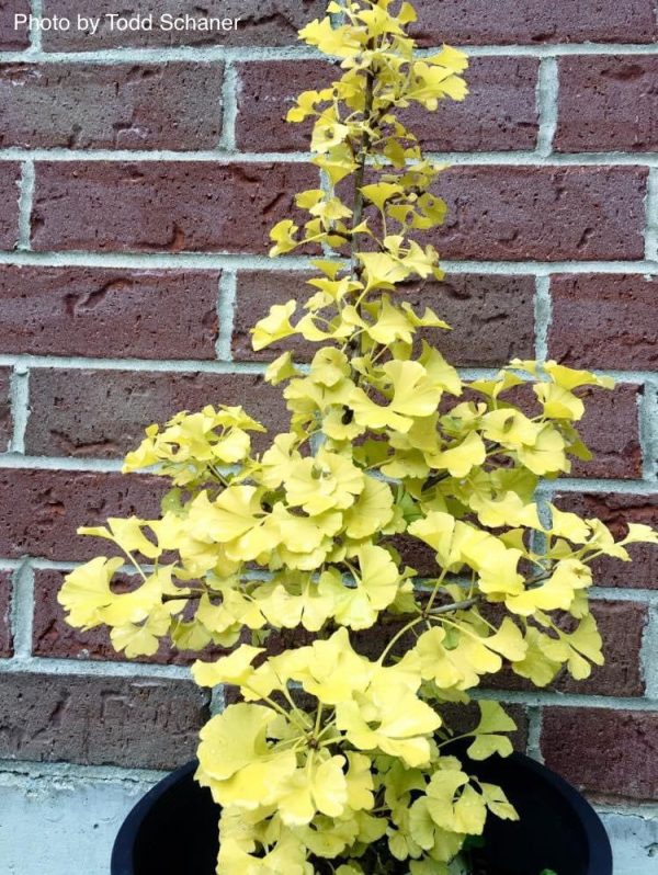 Ginkgo biloba  Lila  Dwarf Ginkgo Tree Supply