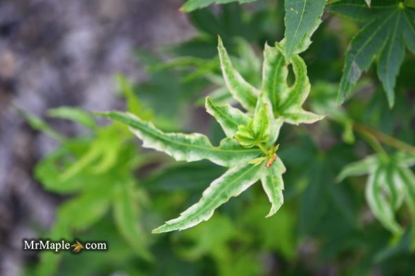 Acer palmatum  Rainy Day  Rare Japanese Maple Cheap - Image 2