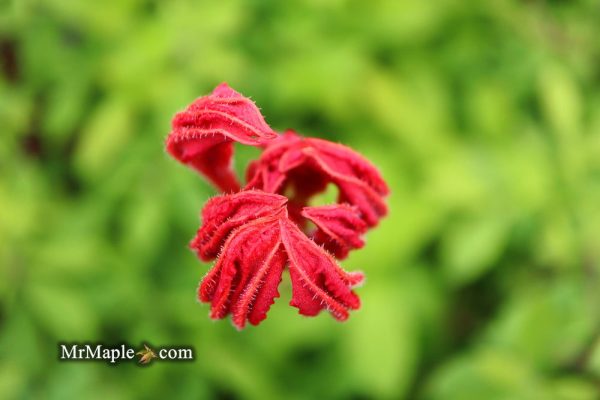 Azalea  Red Knaphill’ Red Blooms Deciduous Azalea Online - Image 5