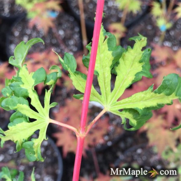 Acer palmatum  Milky Way  Agina Japanese Maple on Sale