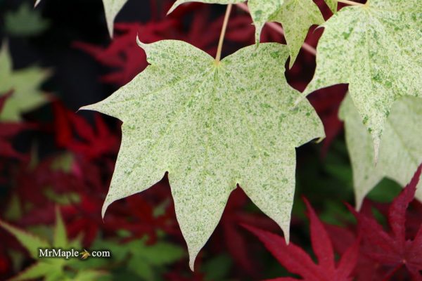 Acer pictum  Naguri nishiki  Batwing Maple Online Sale