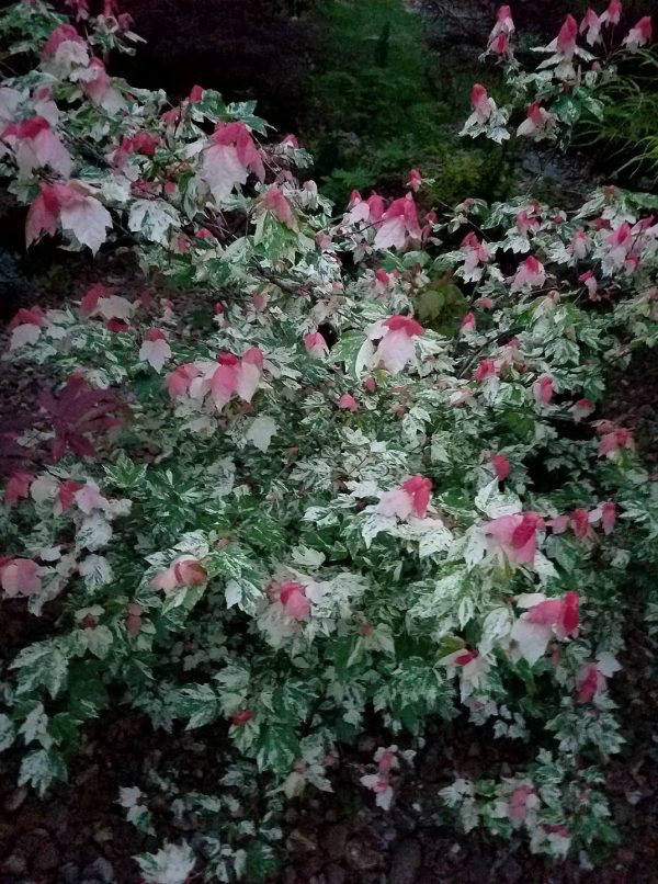 Acer rubrum  Vanity  Variegated Red Maple Online Hot Sale - Image 3
