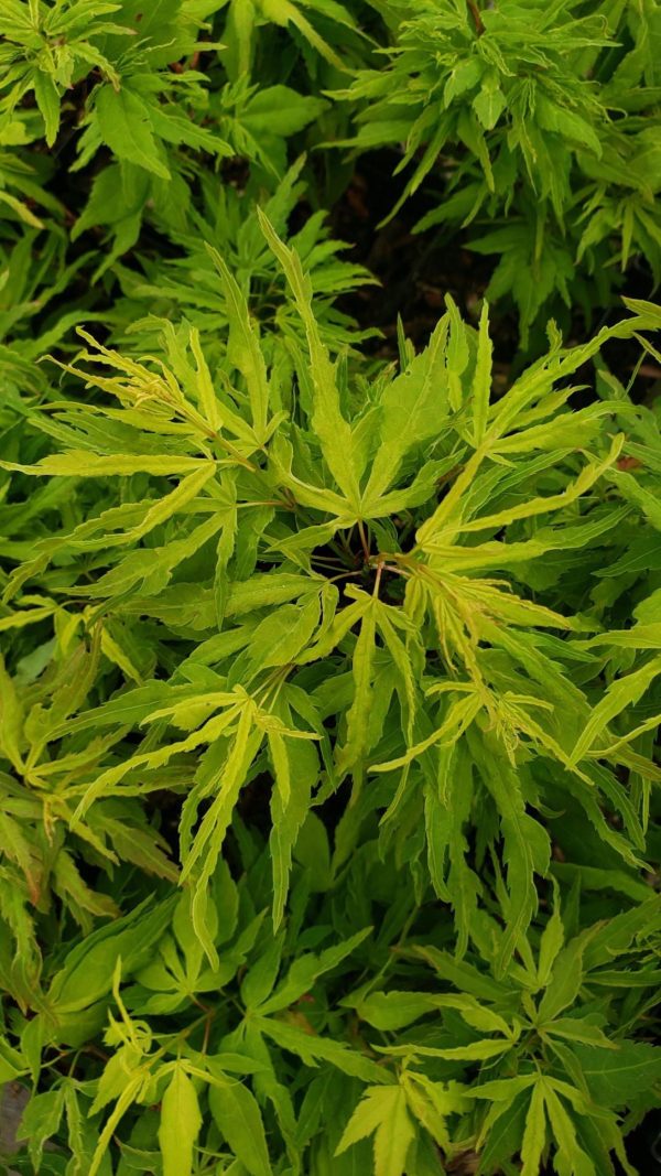 Acer palmatum  Catalina yatsubusa  Dwarf Japanese Maple Fashion