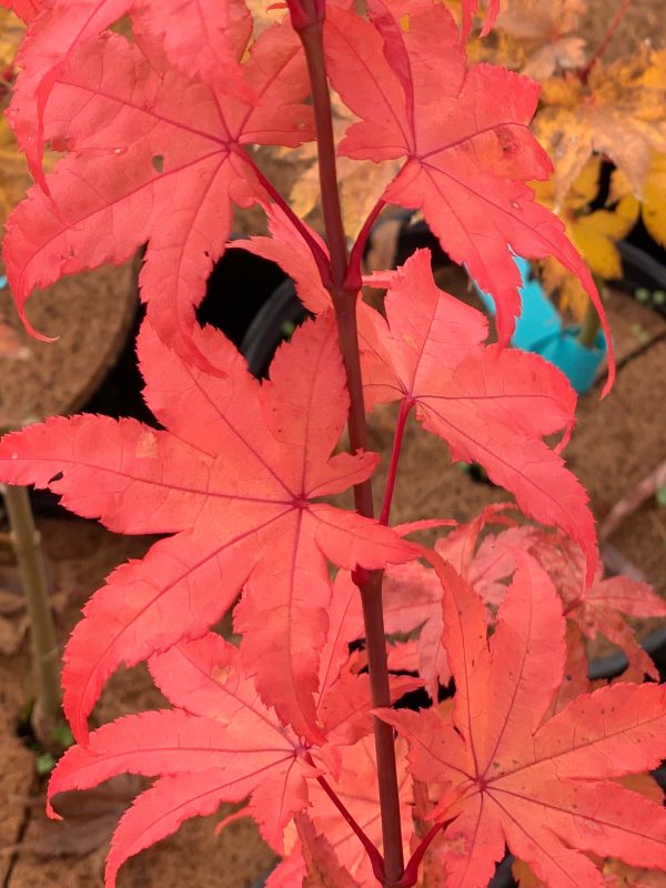 Acer palmatum  Summer Gold  Japanese Maple For Sale - Image 3