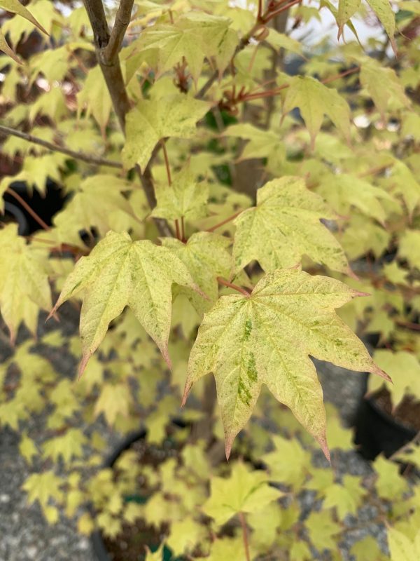 Acer pictum  Naguri nishiki  Batwing Maple Online Sale - Image 4