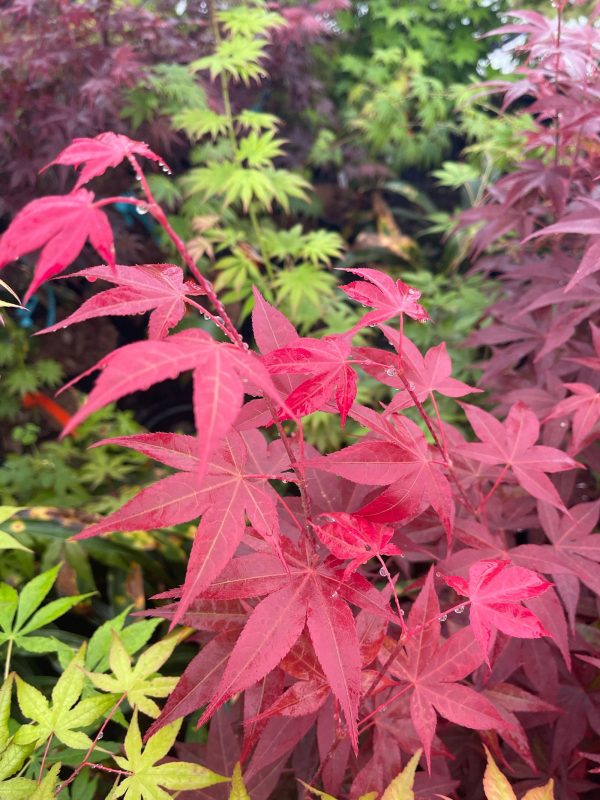 Acer palmatum  Red Spray  Japanese Maple For Discount - Image 2