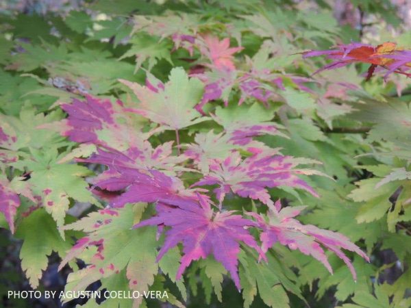 Acer tenuifolium Full Moon Japanese Maple Hot on Sale - Image 3