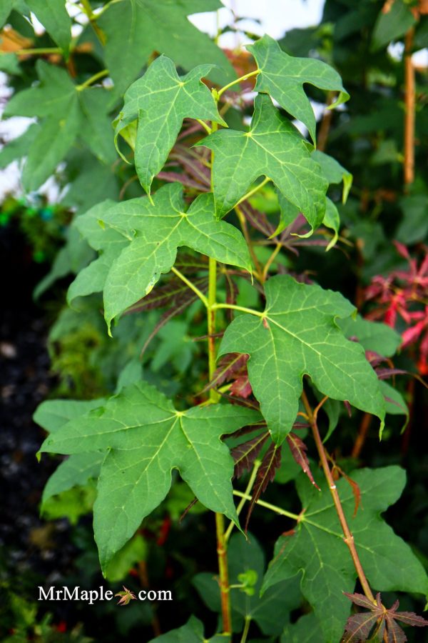 Acer pictum ssp. mono Batwing Maple Online Sale - Image 5