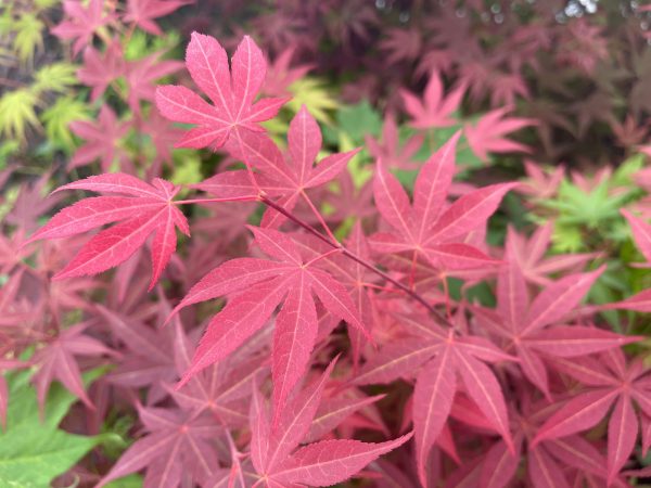 Acer palmatum  Novum  Red Japanese Maple Supply - Image 4