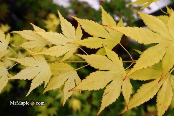 Acer palmatum  Mellow Yellow  Japanese Maple For Discount - Image 4