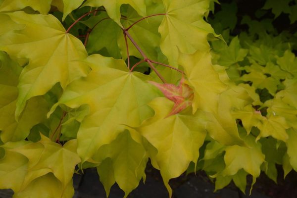 Acer longipes  Gold Coin  Seedling Golden Maple Discount - Image 5