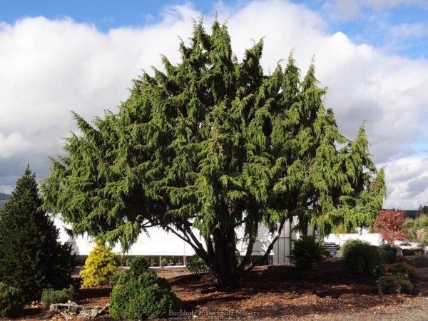 Juniperus pingii Ping Juniper on Sale