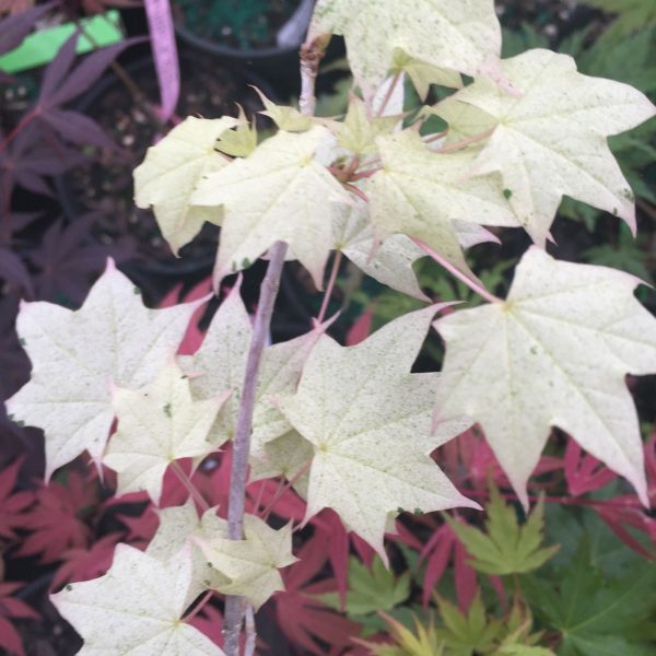 Acer pictum  Naguri nishiki  Batwing Maple Online Sale - Image 2