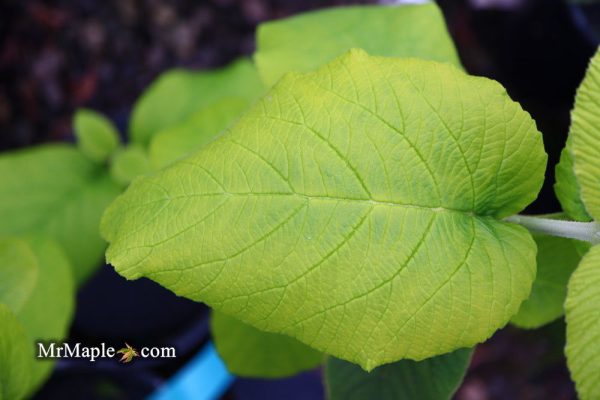 Viburnum lantana  Aureum  Golden Wayfaring Tree Viburnum on Sale - Image 5