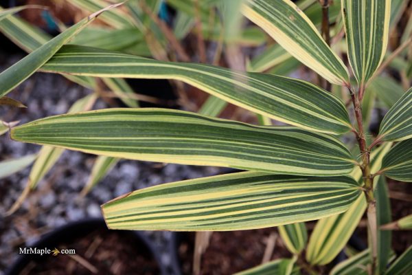 Hibanobambusa Tranquillans  Shiroshima  Variegated Bamboo Supply - Image 3