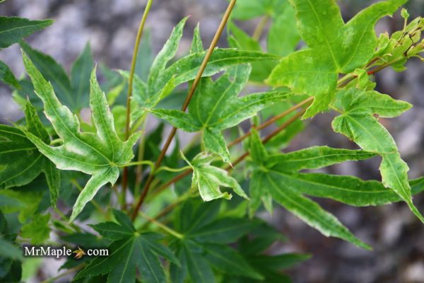Acer palmatum  Rainy Day  Rare Japanese Maple Cheap - Image 3
