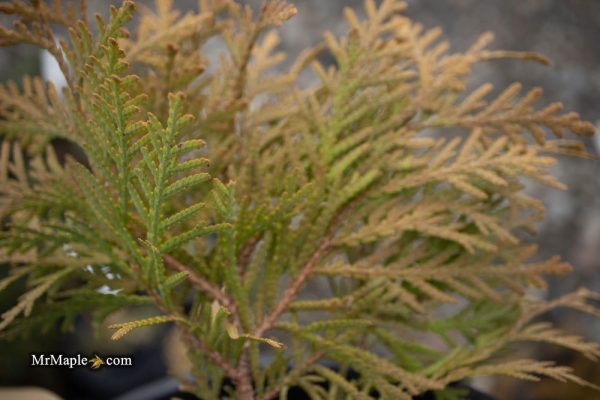 Thuja occidentalis  Autumn Moon  Dwarf Arborvitae Supply - Image 5