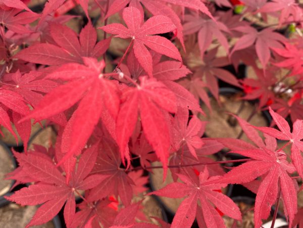 Acer palmatum  Red Spray  Japanese Maple For Discount - Image 5