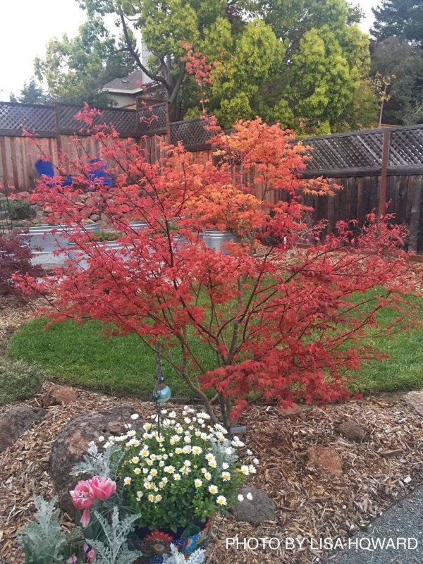 FOR PICKUP ONLY | Acer palmatum  Shin deshojo  Red Japanese Maple | DOES NOT SHIP Online Hot Sale - Image 4