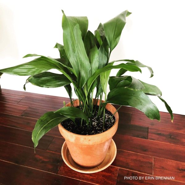 Aspidistra elatior dark green Cast Iron Plant For Sale