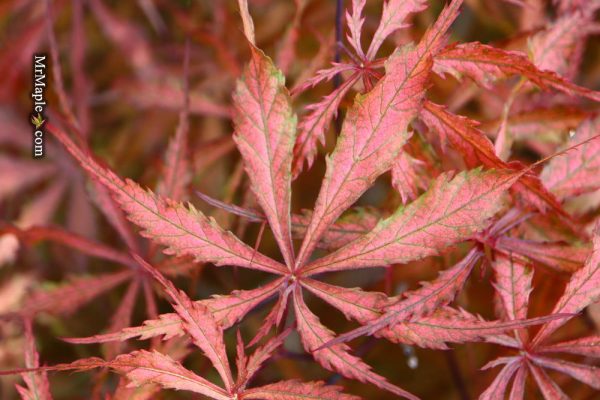 Acer palmatum  Earthfire  Rare Japanese Maple Fashion