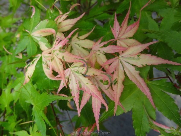 Acer palmatum  Aizumi nishiki  Pink Variegated Japanese Maple Online Hot Sale - Image 3