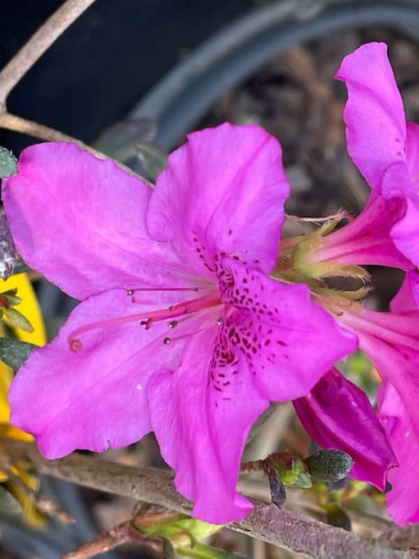 Azalea  Karen  Evergreen Azalea Hot on Sale - Image 3