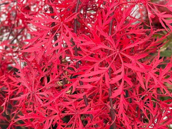 Acer palmatum  Nancy’s Legacy’ Toyama Japanese Maple Hot on Sale